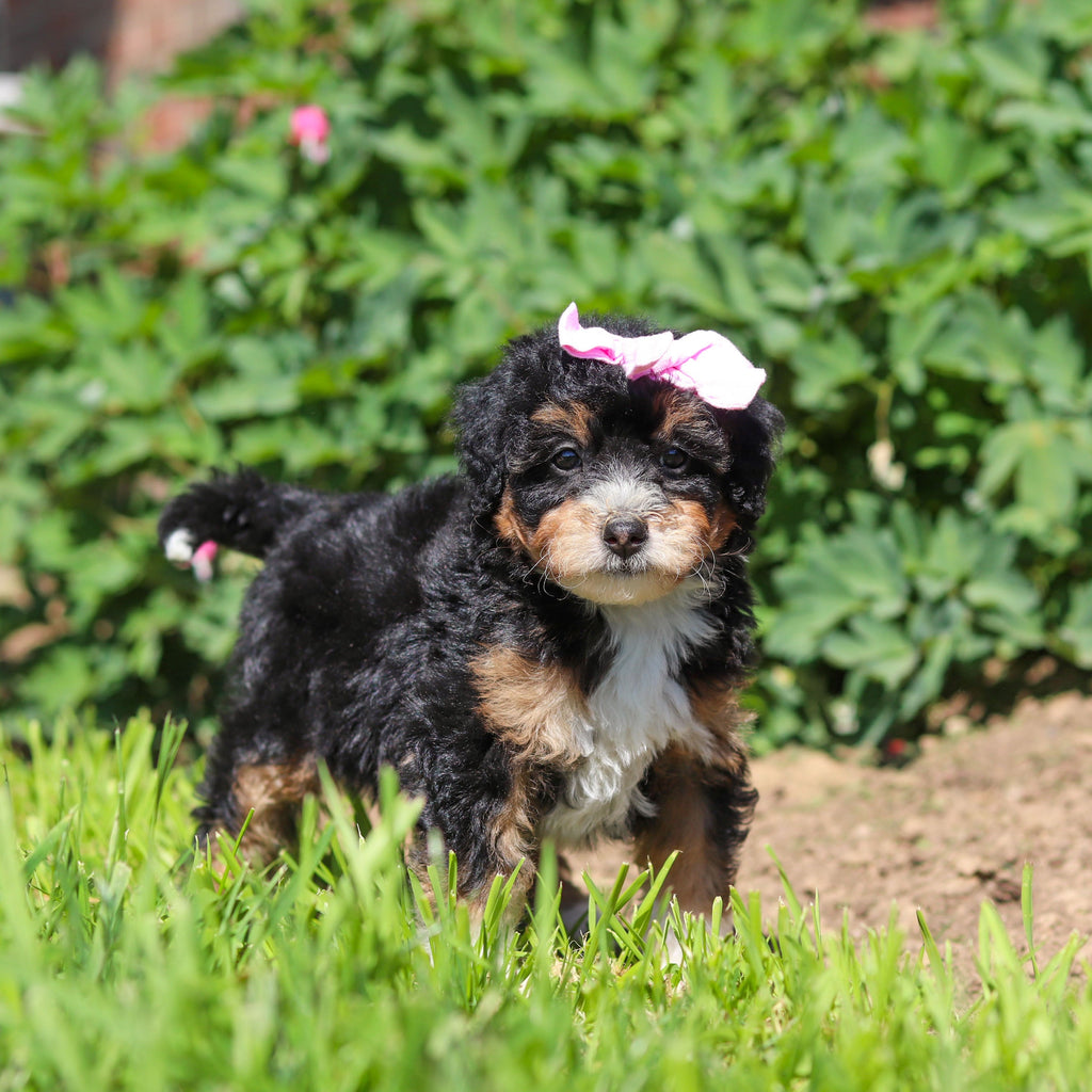 Roxie - Available 6/18
