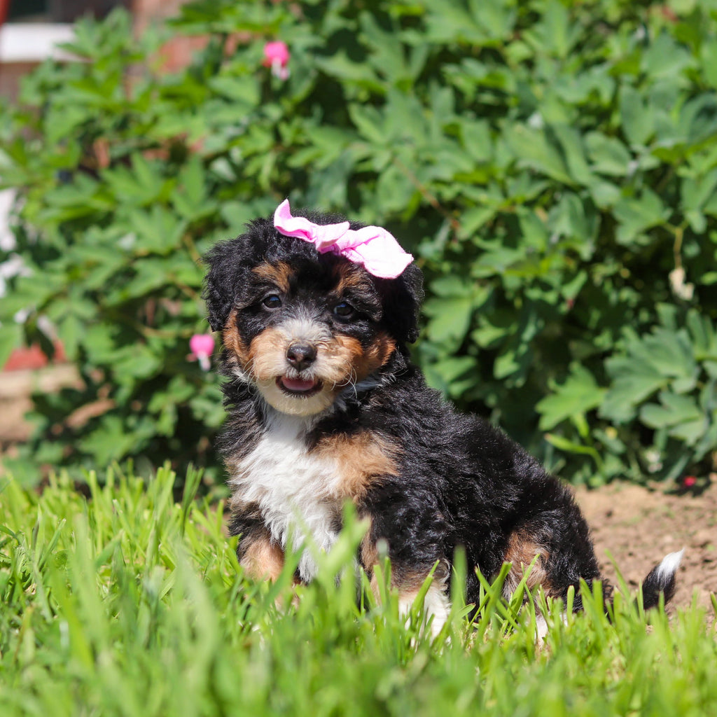 Roxie - Available 6/18