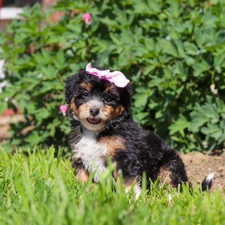 Roxie - Available 6/18