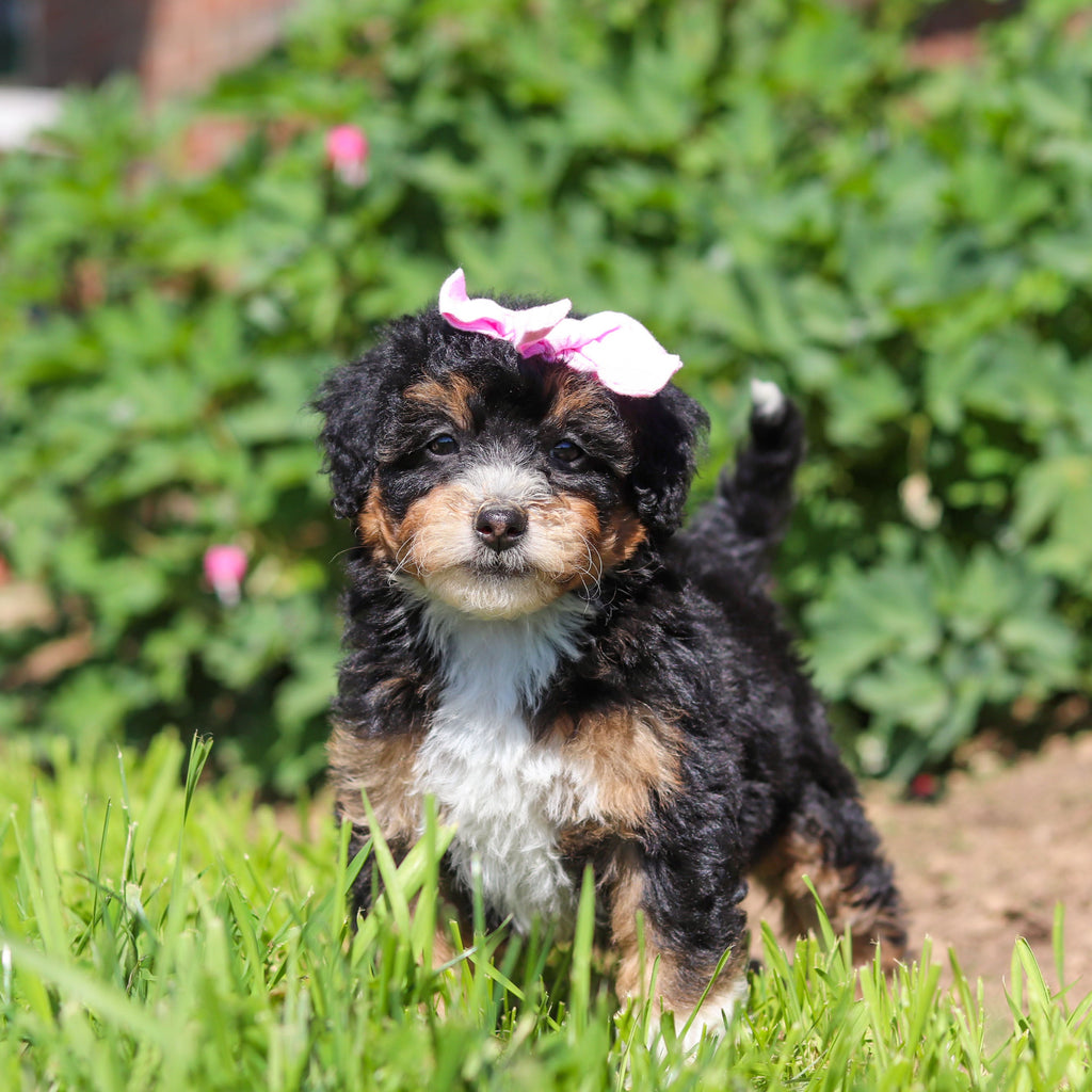 Roxie - Available 6/18