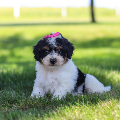 Raine - Available 6/18