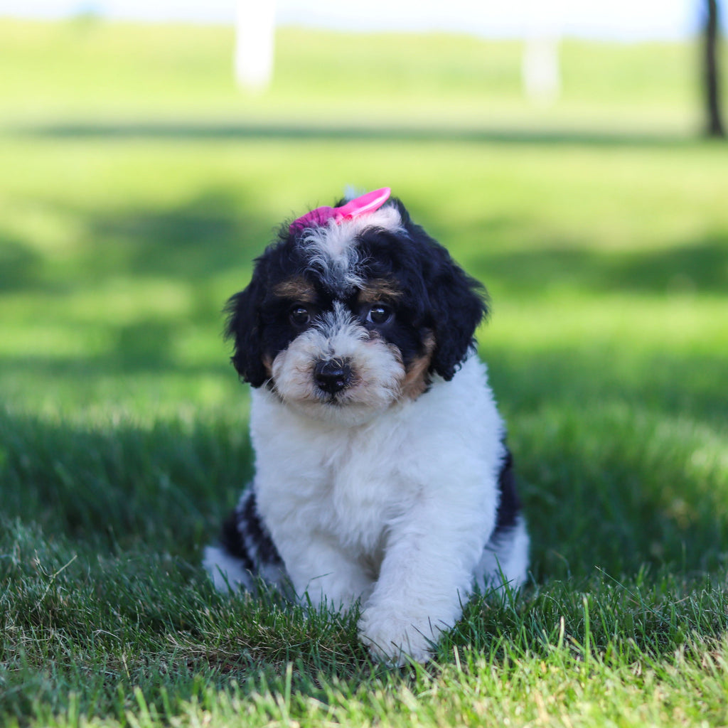 Raine - Available 6/18