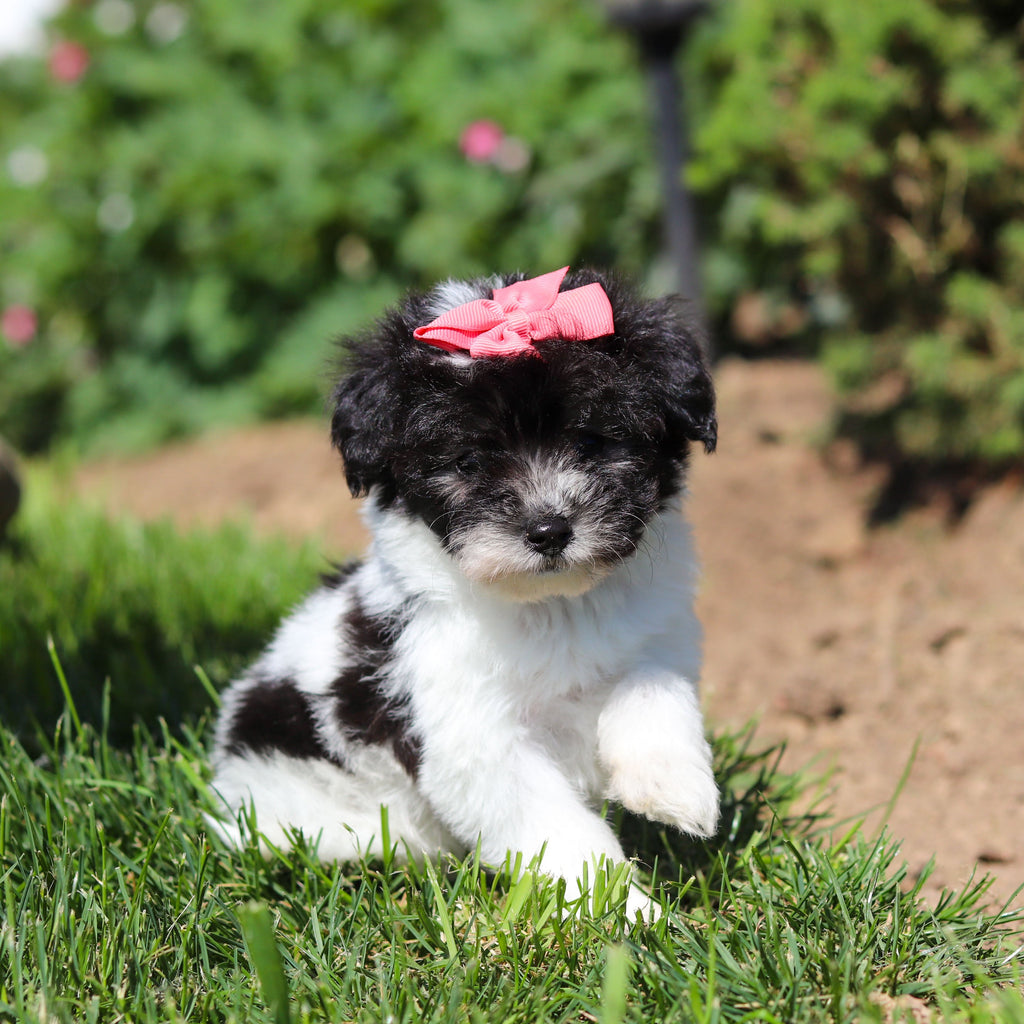 Alma - Available 6/18