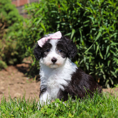 Aurora - Available 6/18