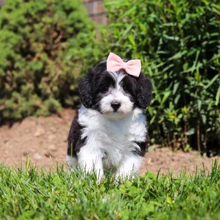 Abbey - Available 6/18