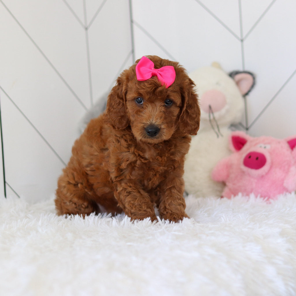 Lorraine - Available 7/2