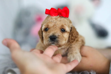Lucia - Available 7/2
