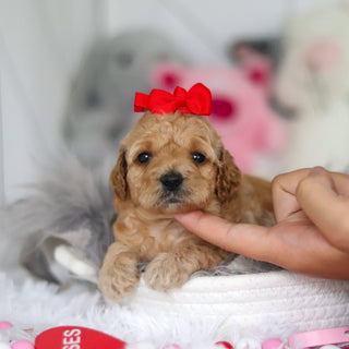 Lucia - Available 7/2