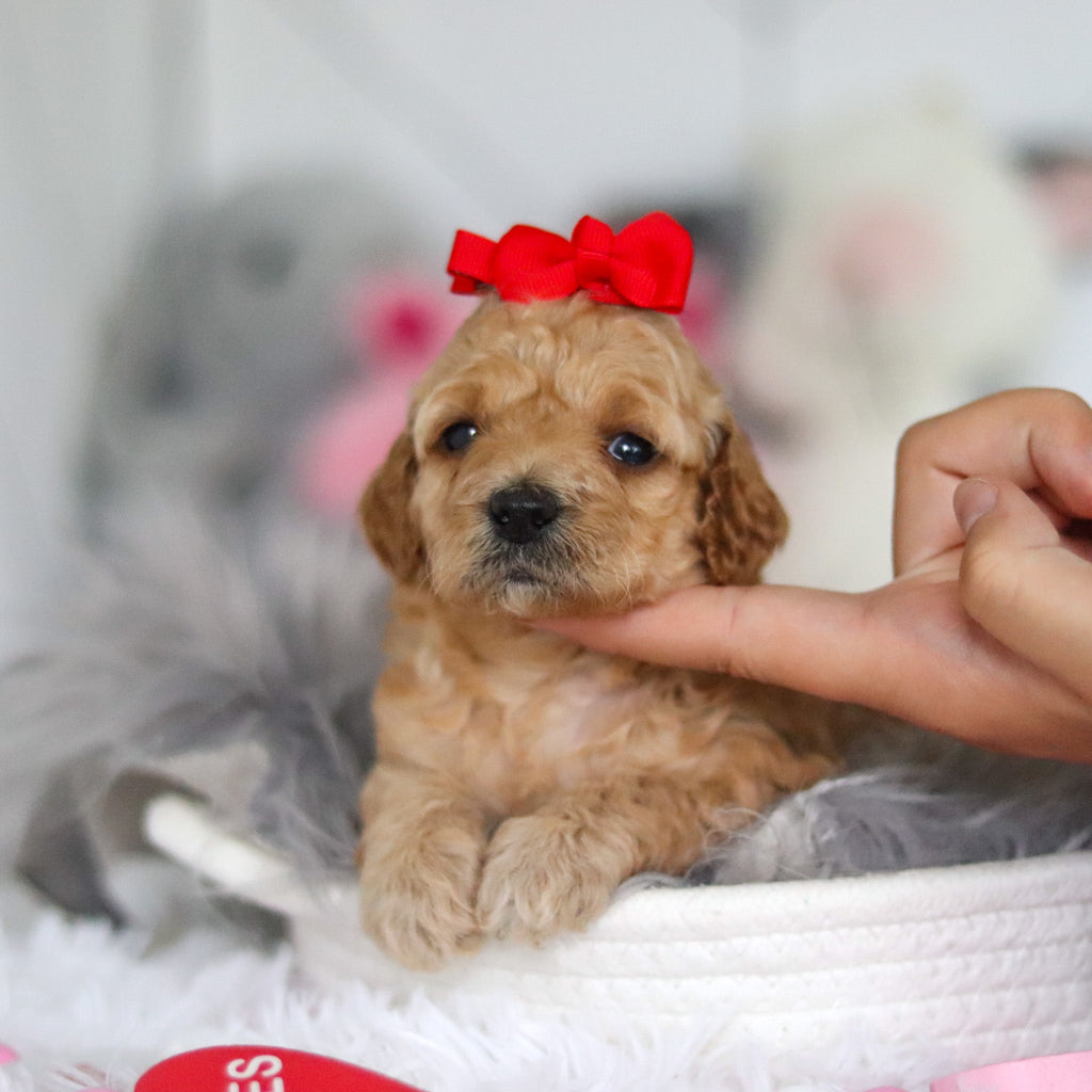 Lucia - Available 7/2