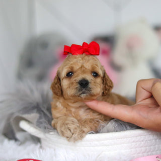 Lucia - Available 7/2