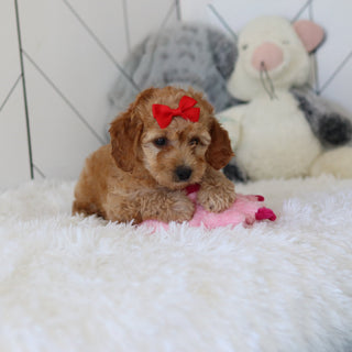 Lucia - Available 7/2