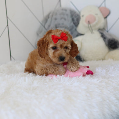 Lucia - Available 7/2