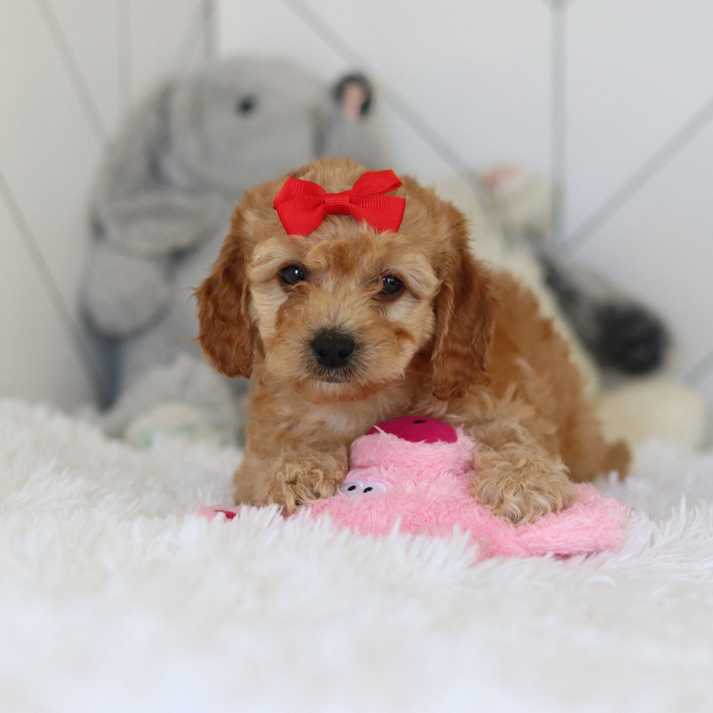 Lucia - Available 7/2