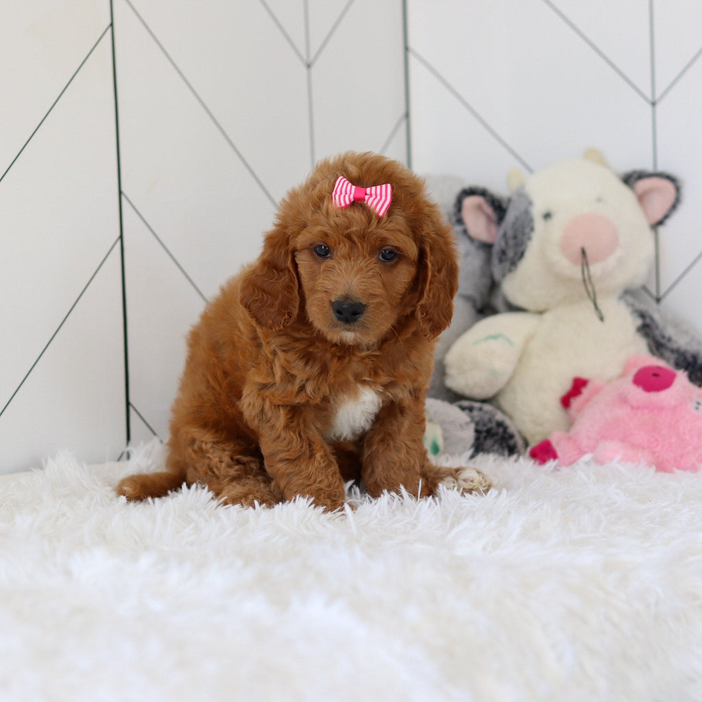 Lacey - Available 7/2