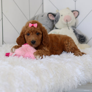 Lacey - Available 7/2