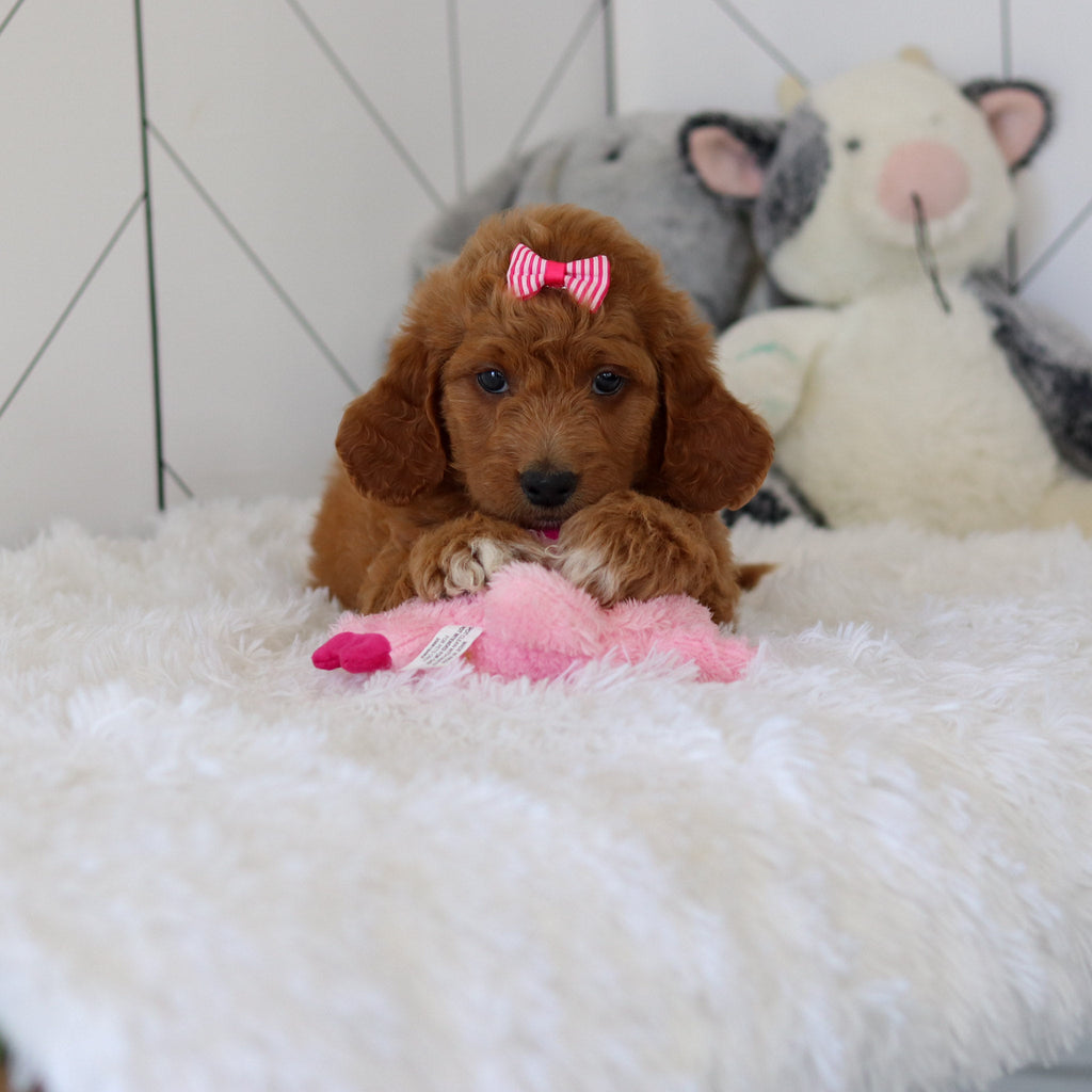 Lacey - Available 7/2