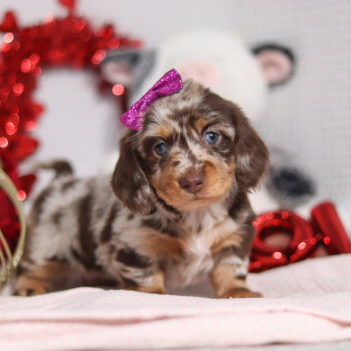 Berry - Available 2/26