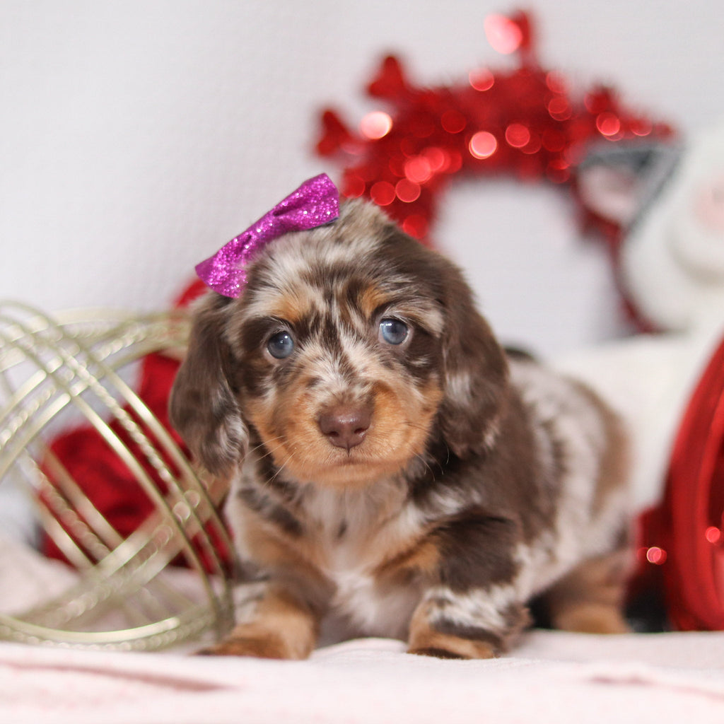 Berry - Available 2/26