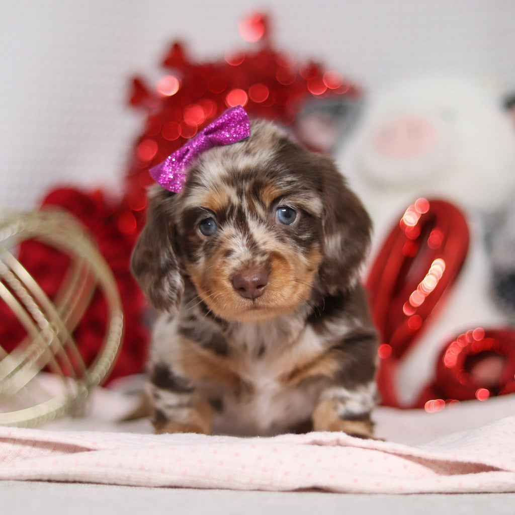 Berry - Available 2/26