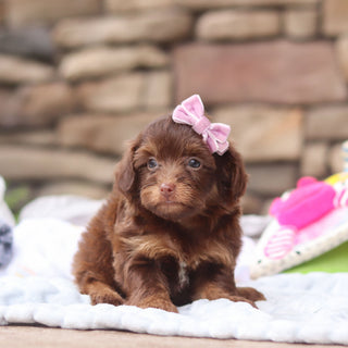 Emmy - Available 8/27