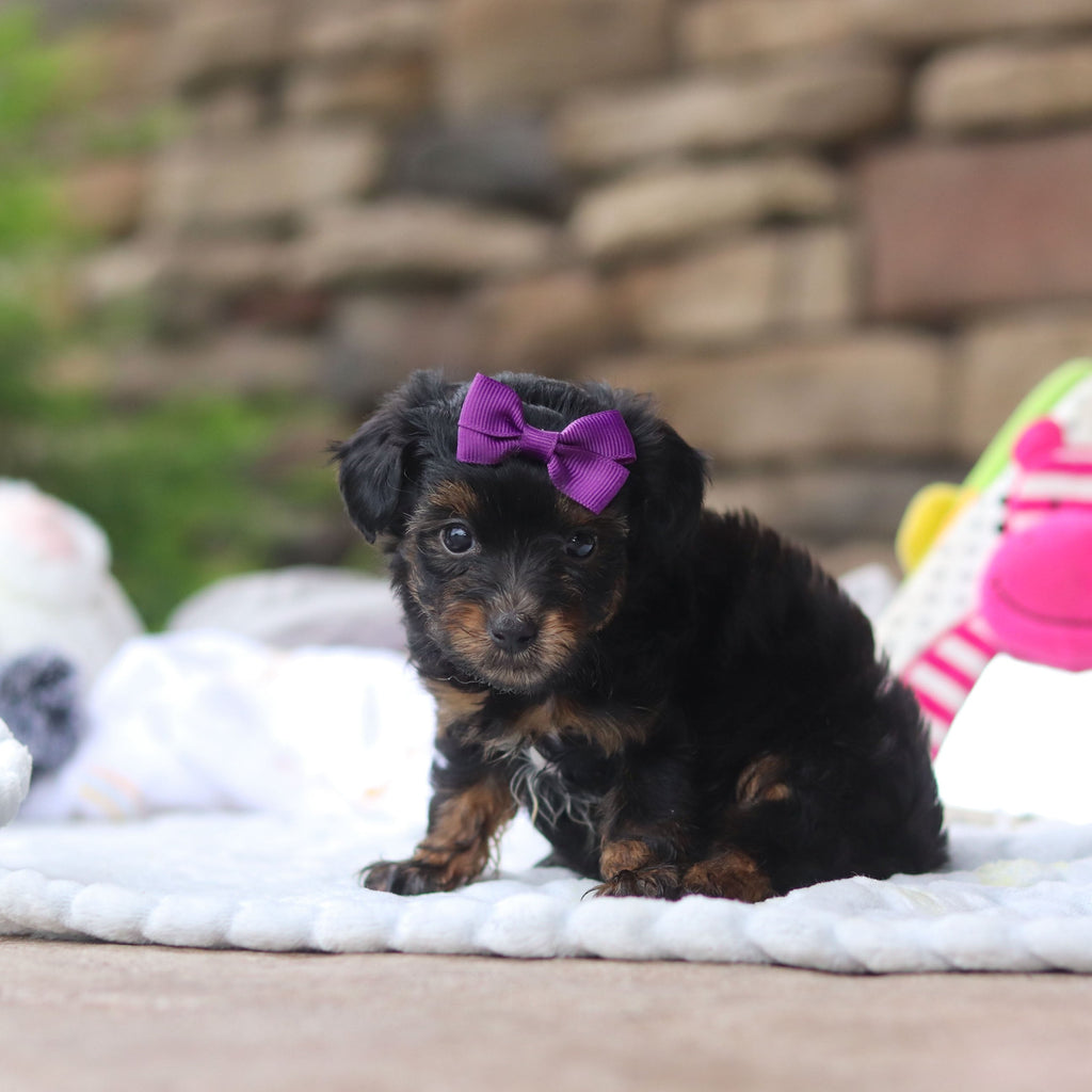 Effy - Available 8/27