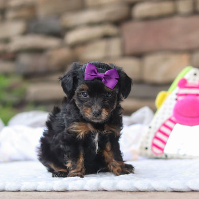 Effy - Available 8/27