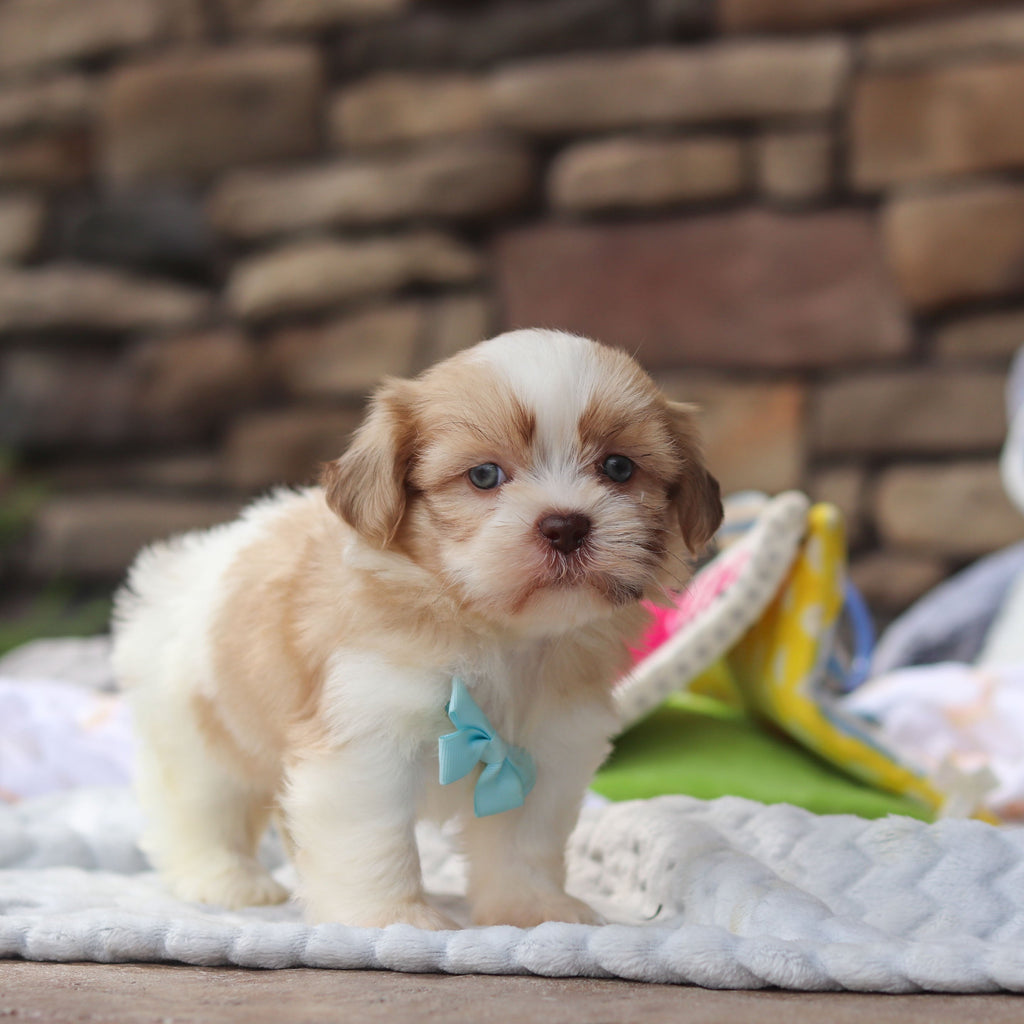 Gunther - Available 8/27