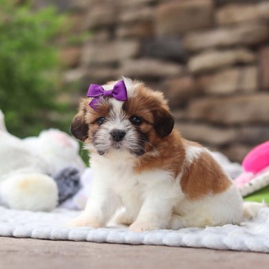 Gigi - Available 8/27