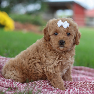 Moira - Available 11/12