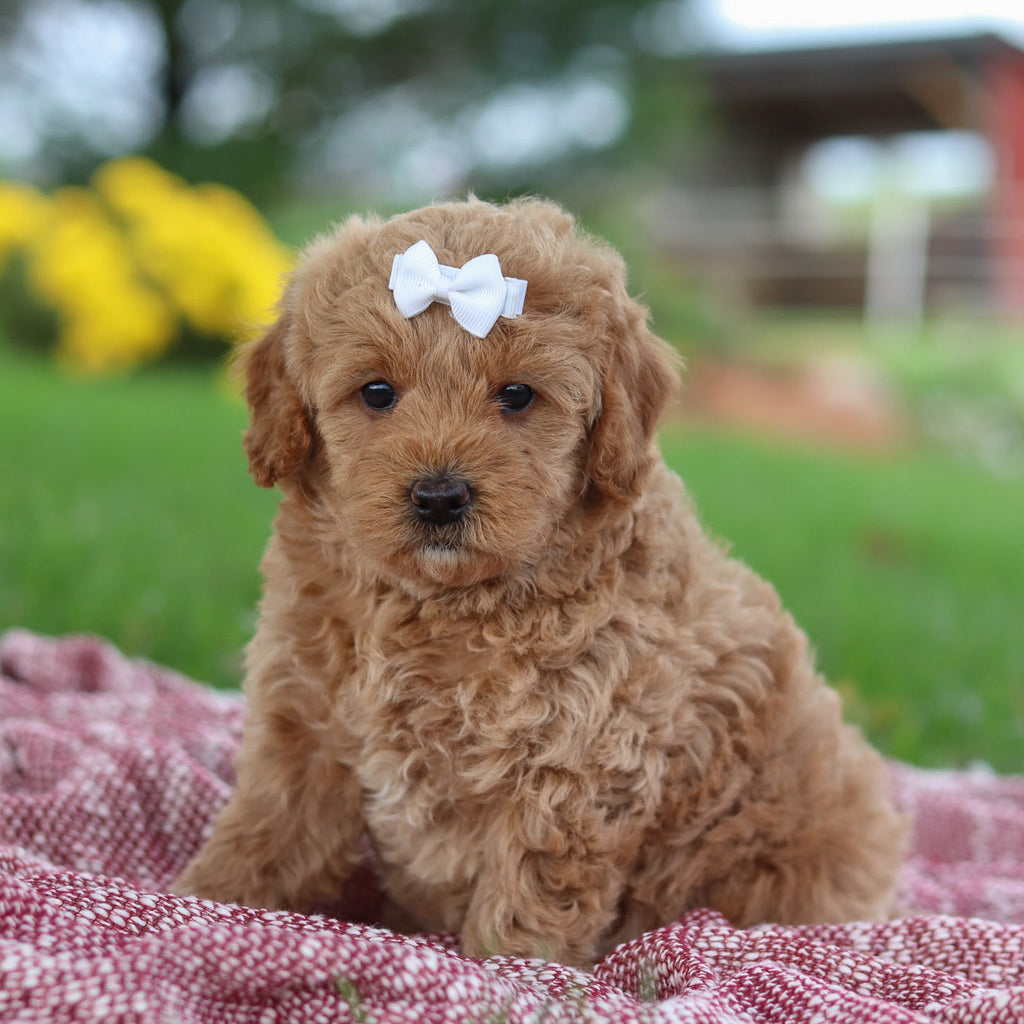 Moira - Available 11/12