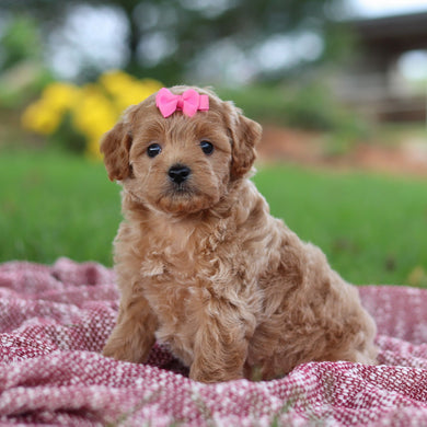 Riona - Available 11/12