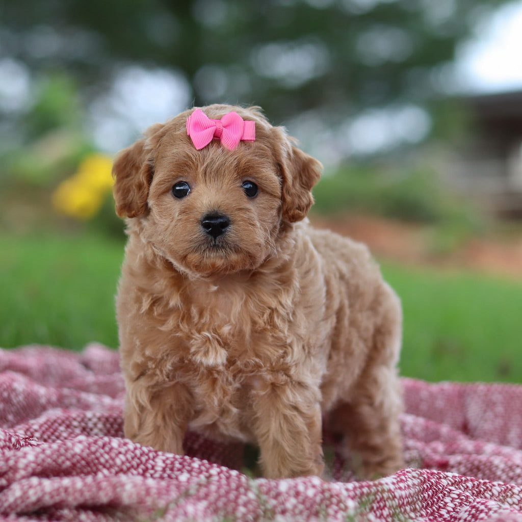 Riona - Available 11/12