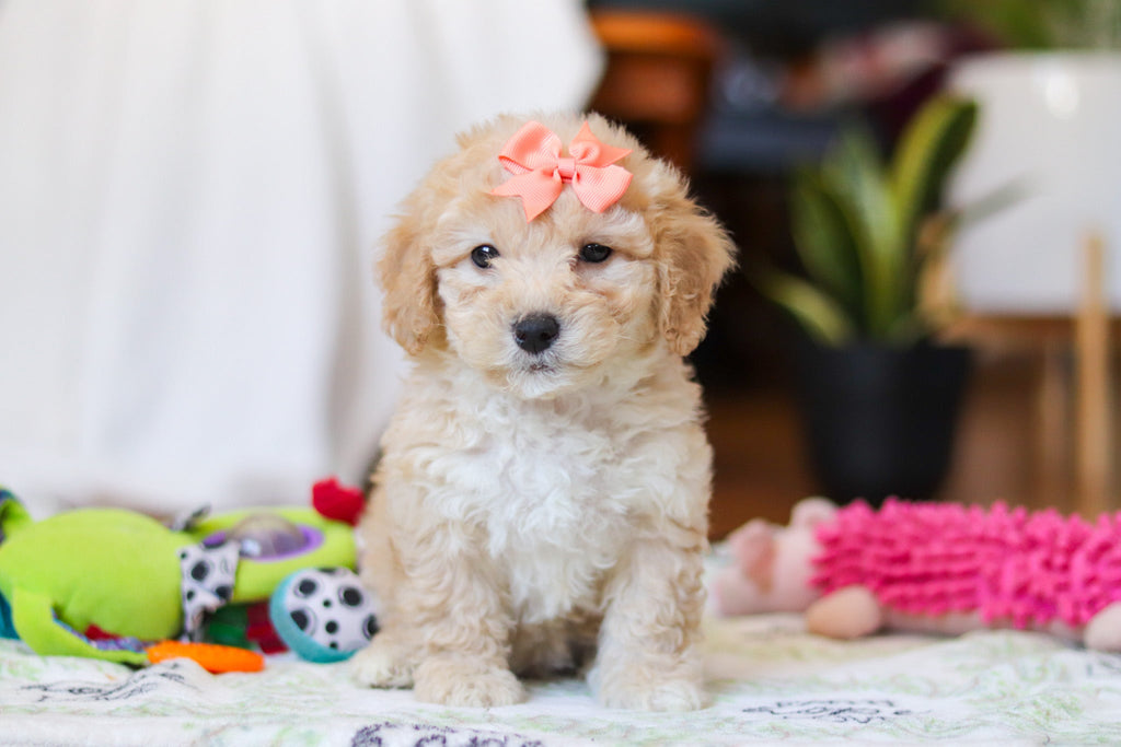 Willow - Available 2/12