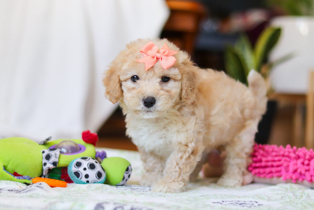 Willow - Available 2/12