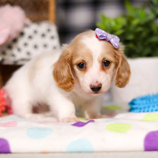 Lana - Available 3/5