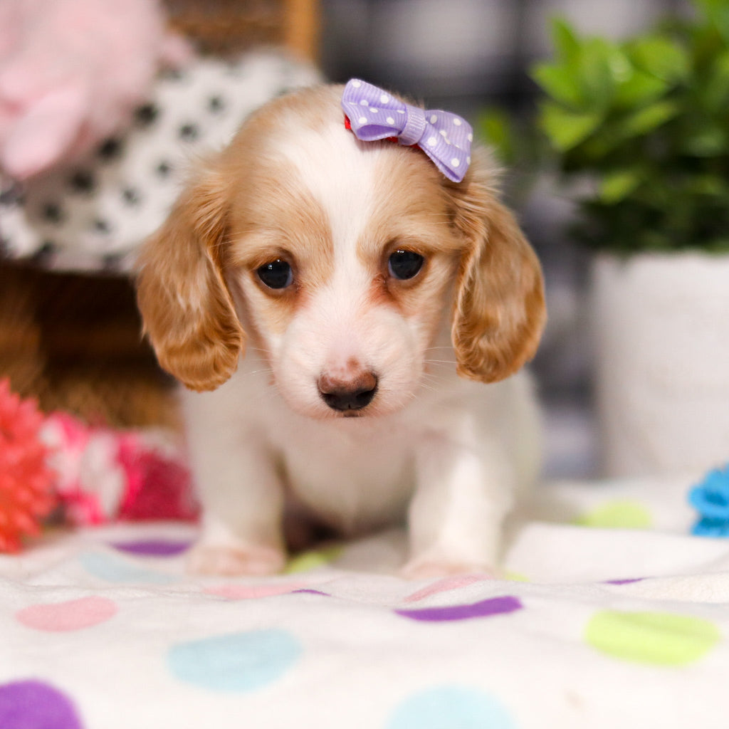 Lana - Available 3/5