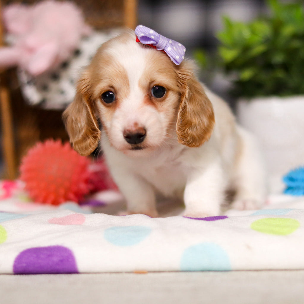 Lana - Available 3/5