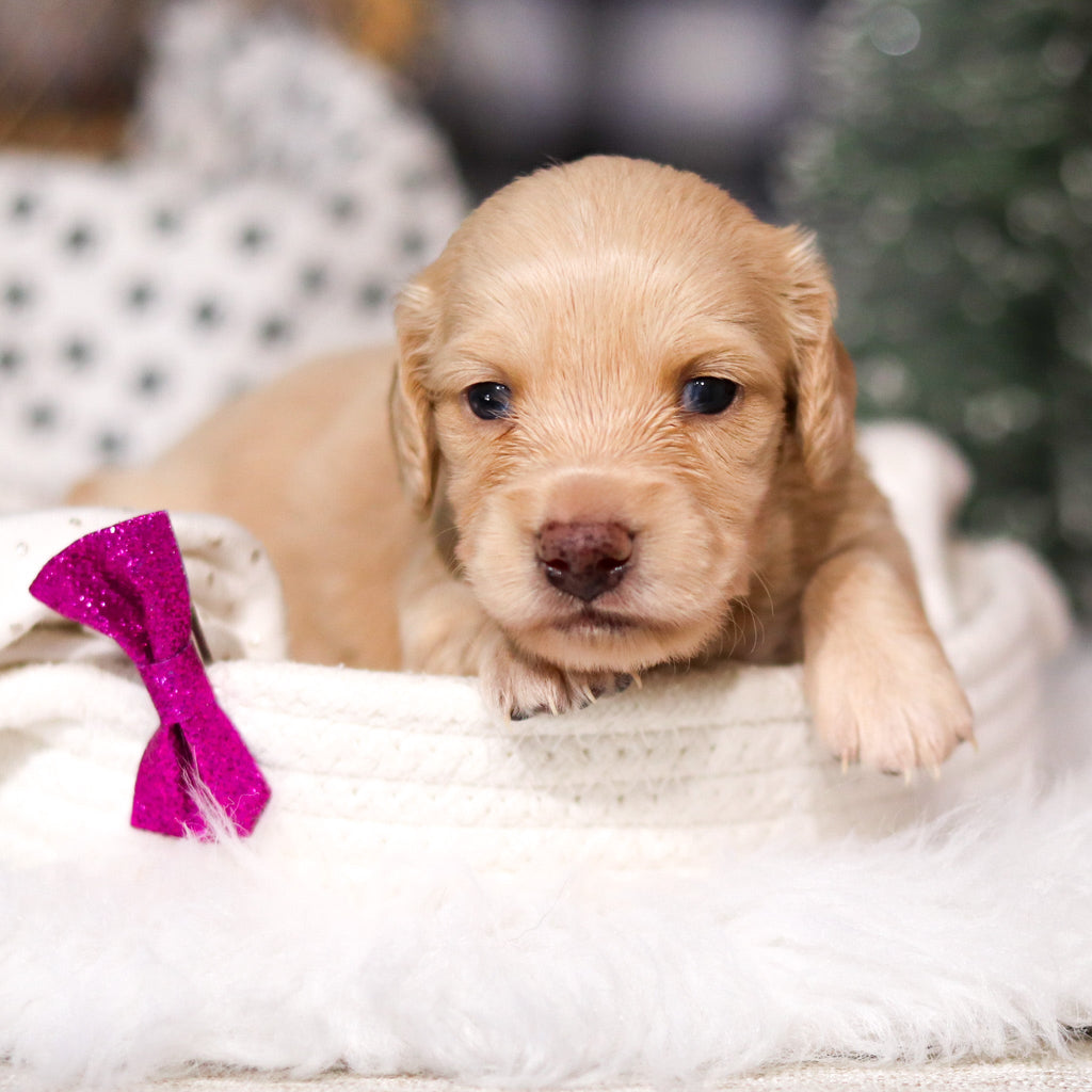 Chloe - Available 3/19