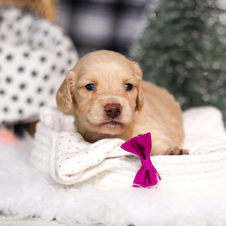 Chloe - Available 3/19