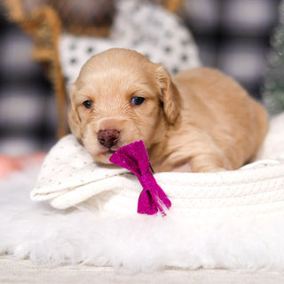 Chloe - Available 3/19