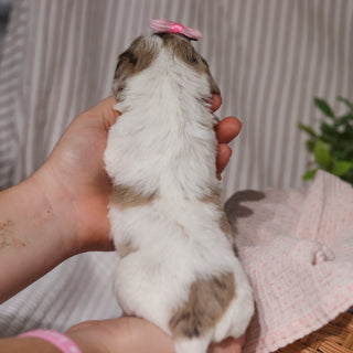 Julie - Available 4/9