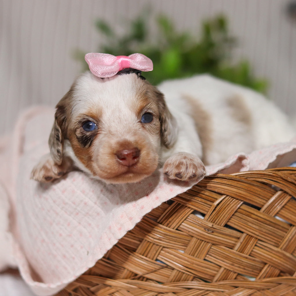 Julie - Available 4/9