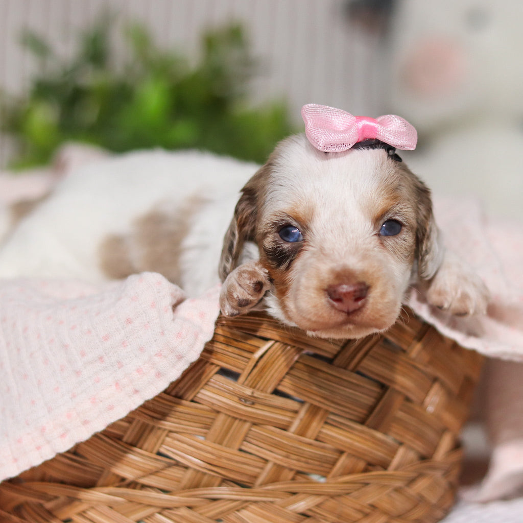 Julie - Available 4/9