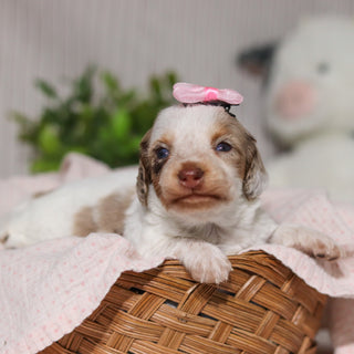 Julie - Available 4/9