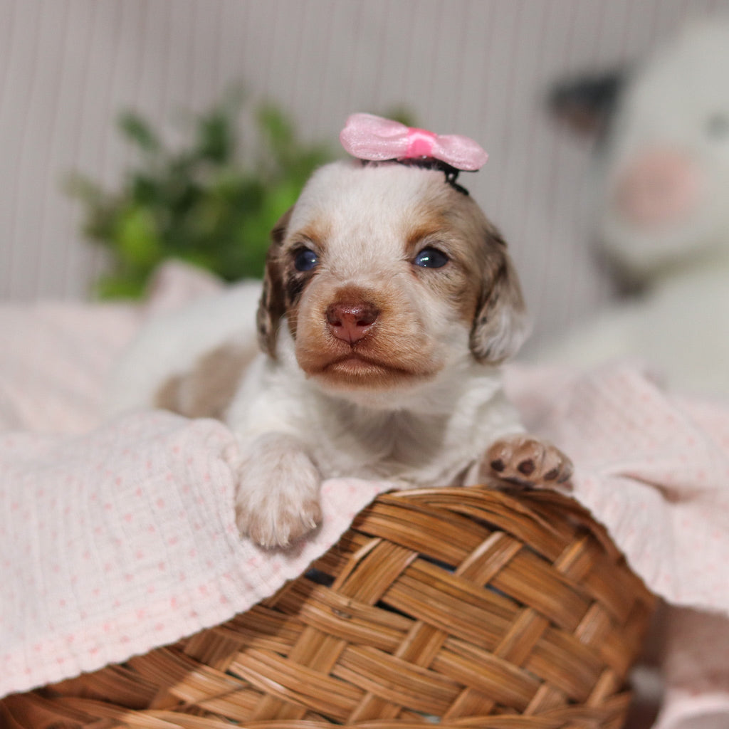 Julie - Available 4/9