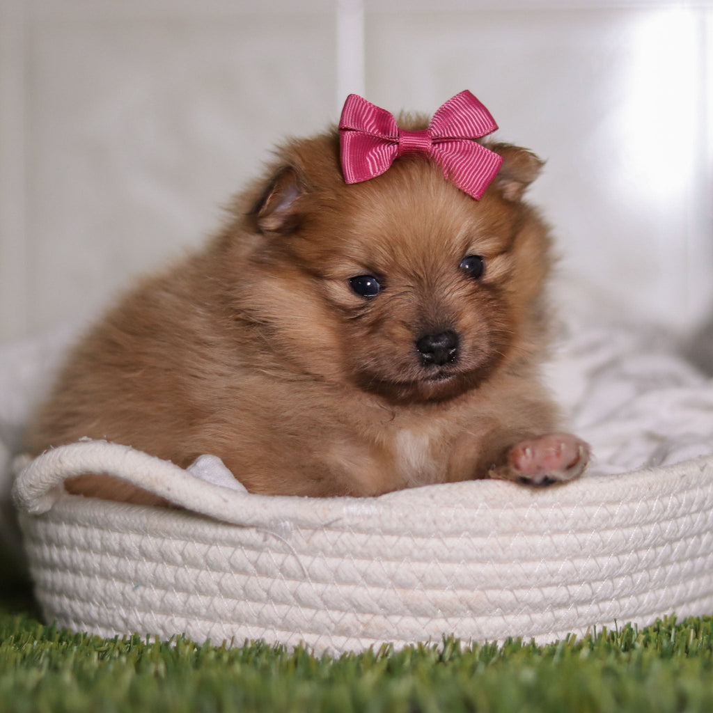 Petey - Available 3/4