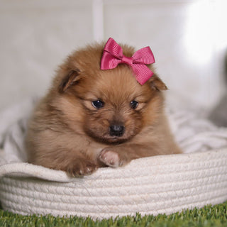 Petey - Available 3/4