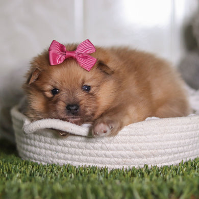 Petey - Available 3/4