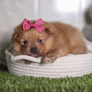 Ryan - Available 2/18