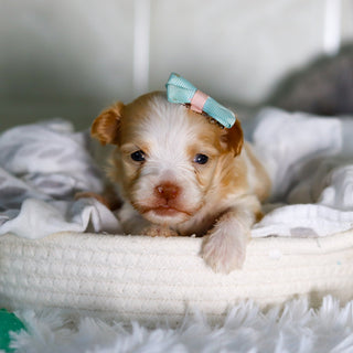 Ellie - Available 3/12